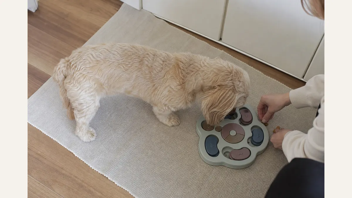 知育フィーダーを鼻で探るダップーの室内写真