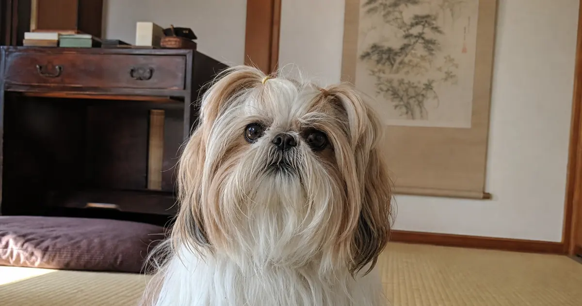畳の部屋で低い姿勢から見上げる白とゴールドのシー・ズー。