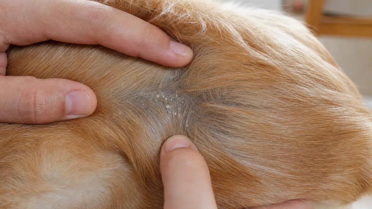 犬の被毛を分けて皮膚とフケの状態を確認している様子