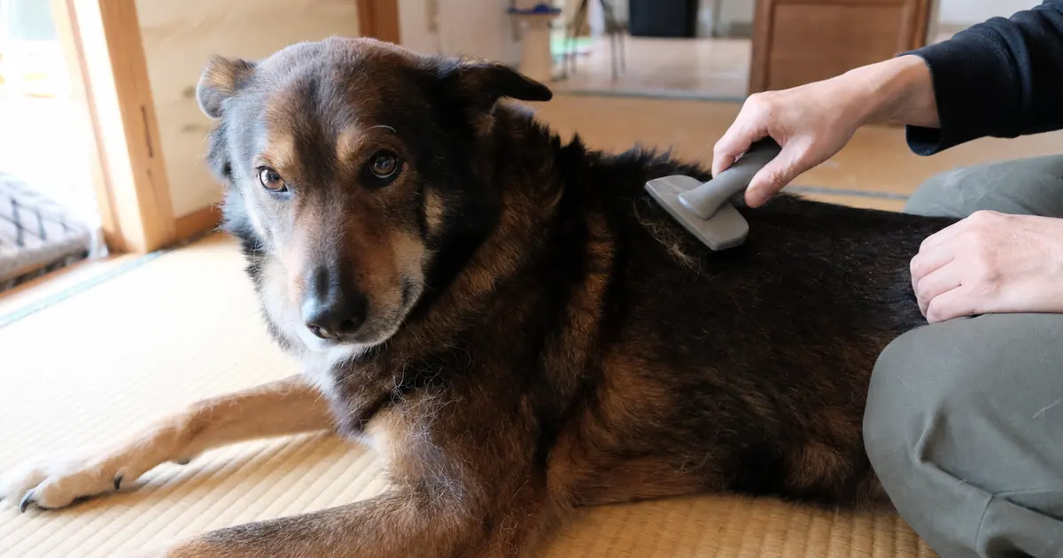 明るい室内で犬の被毛をやさしくブラッシングしている様子