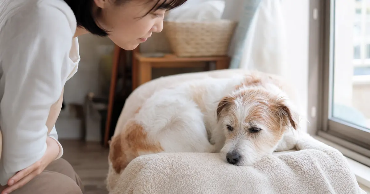 寝起きの犬の鼻の乾き方を明るい窓辺で観察している様子