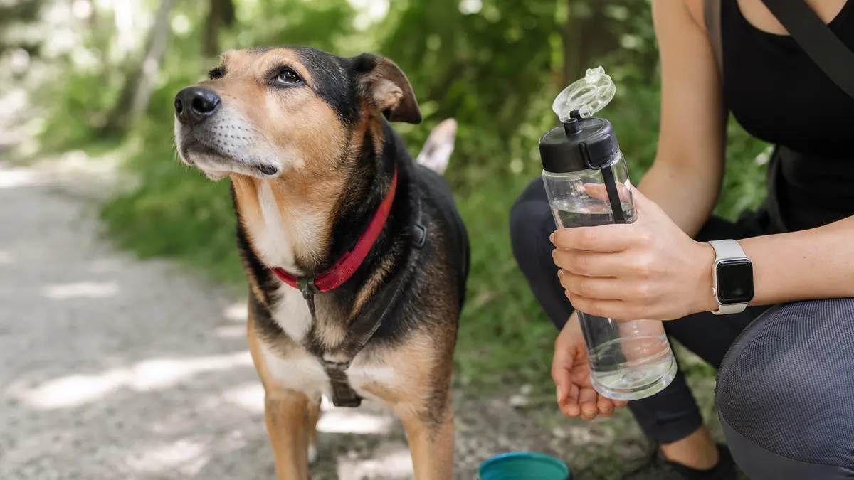 散歩後に木陰で犬の水分補給を準備している様子
