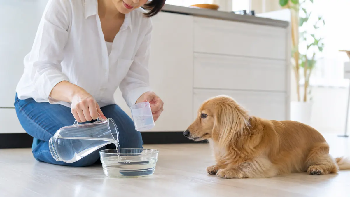 水皿の補充量を確認しながら犬の飲水を記録する様子