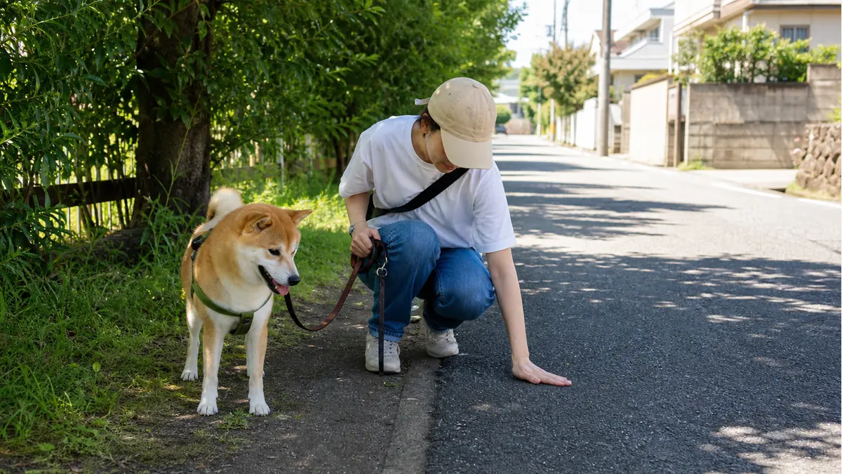 暑い舗装路を避けて日陰の道を選ぶ犬と飼い主