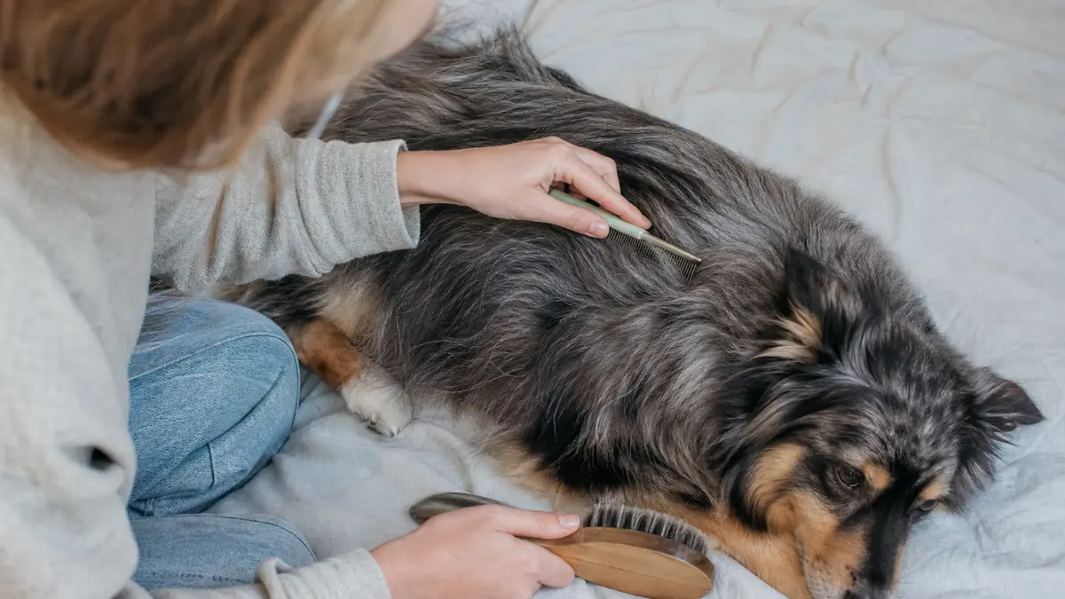 ブラッシングしながら犬の被毛の中の赤みやフケを確認している様子
