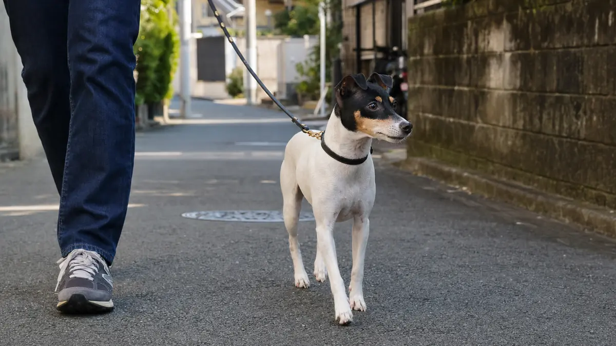 住宅街を飼い主と歩きながら周囲に反応する日本テリア