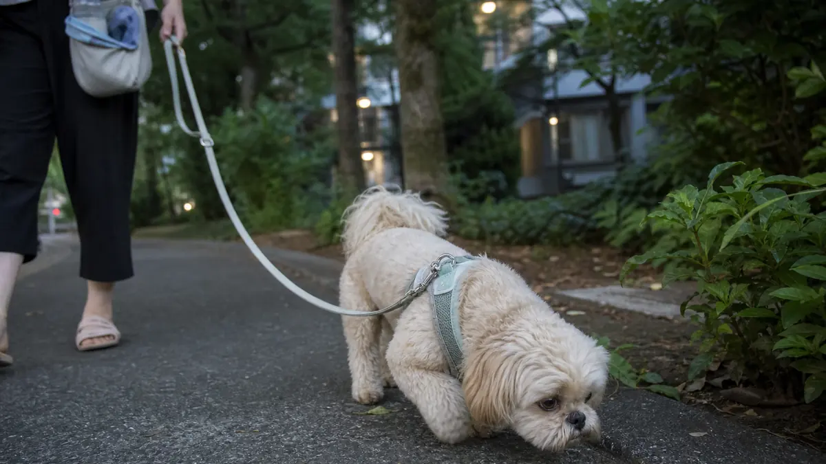日陰の住宅街をハーネスでゆっくり歩くペキプー
