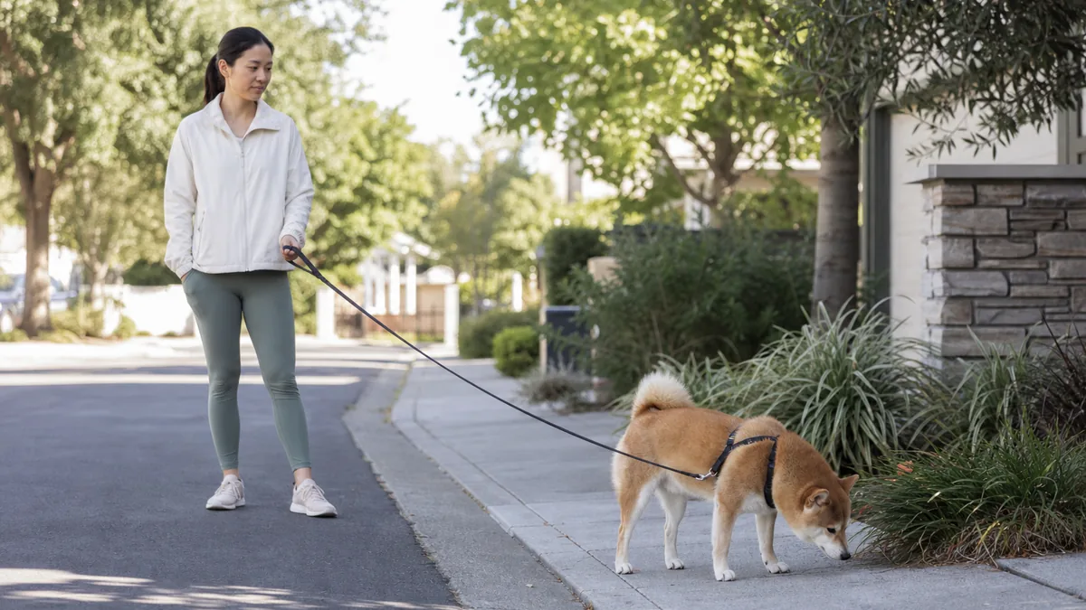 散歩中に匂いを確認しながら立ち止まる柴犬