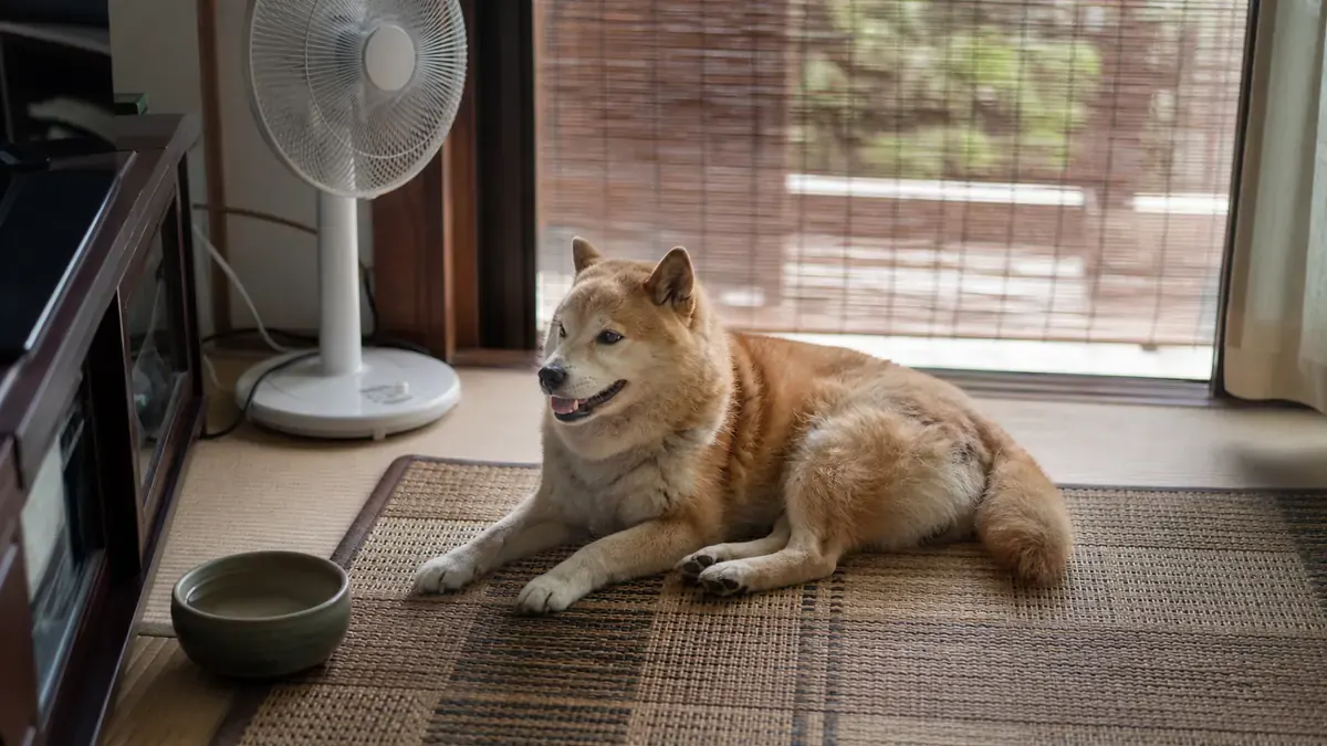 涼しい室内で休むダブルコートの犬