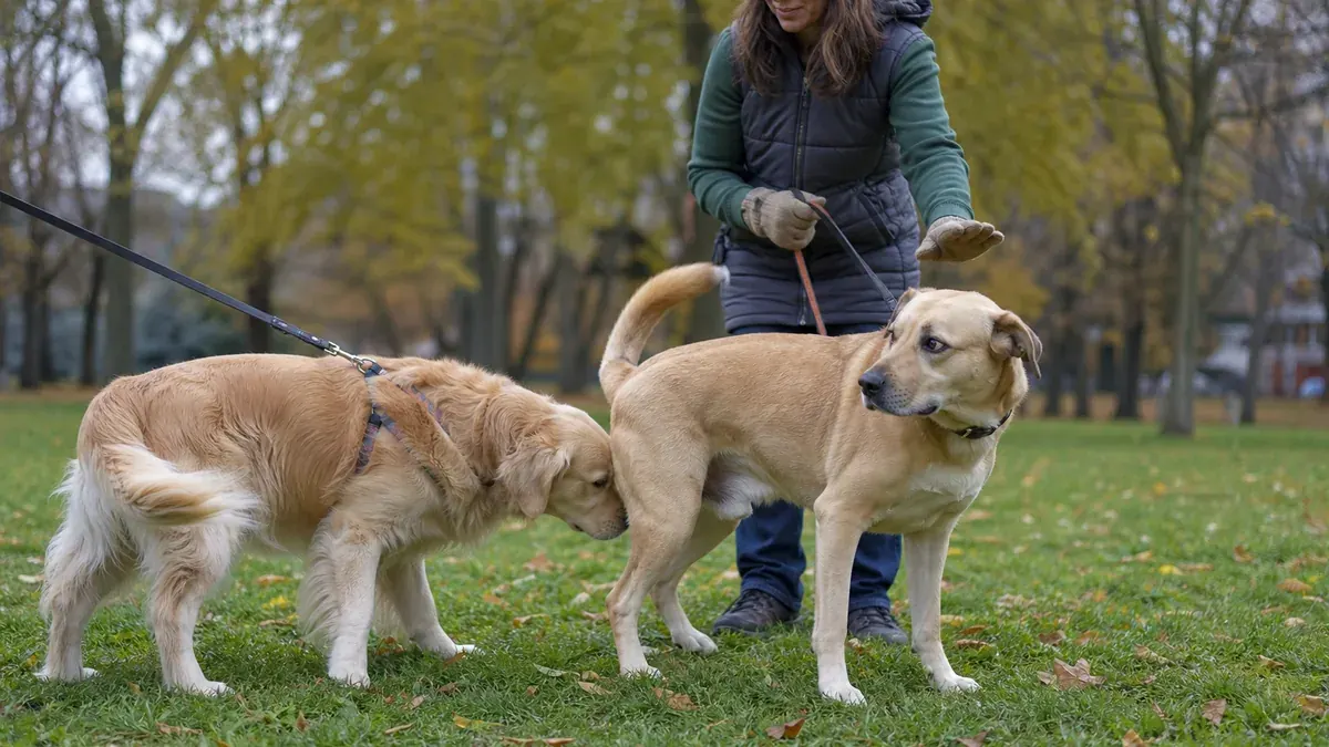 犬同士のあいさつで片方が困ったため飼い主が距離を取る様子