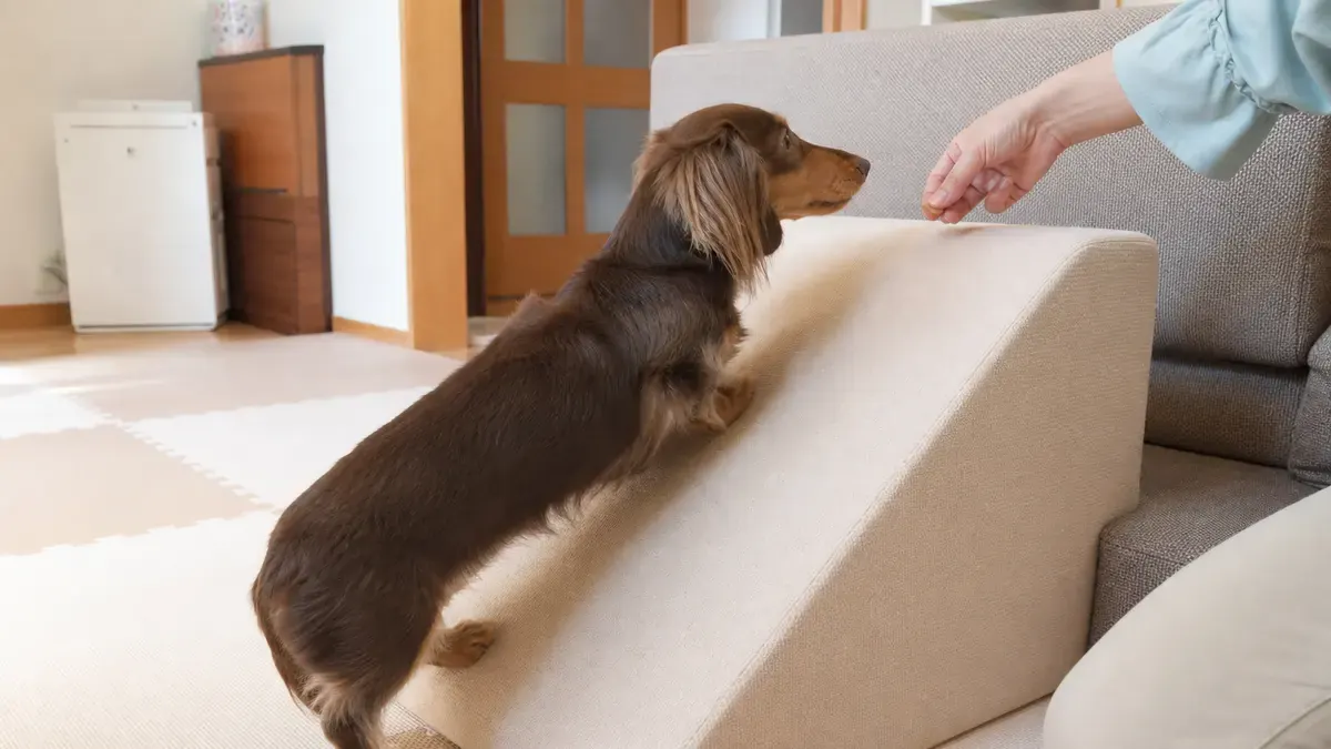 ソファ横の低いスロープをゆっくり上るカニンヘン・ダックスフンド