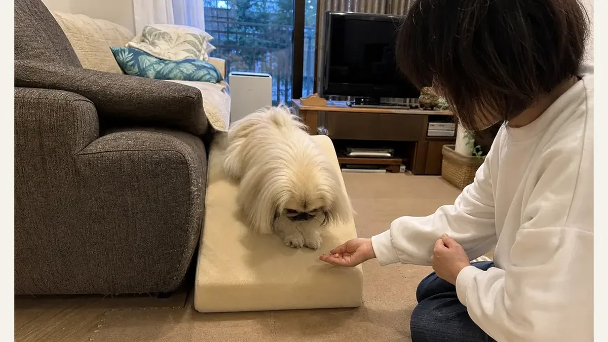 ソファ横の低いスロープを使って降りる練習をするペキニーズ