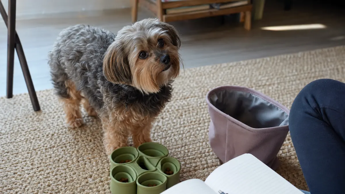 知育トイを前に飼い主を見上げるヨープー