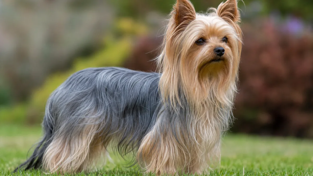 屋外に立つ成犬のヨークシャーテリア